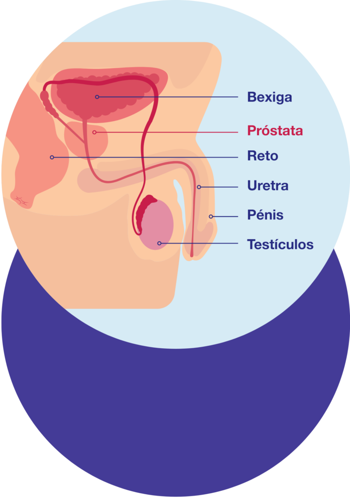 patiente-img-genital-map-1
